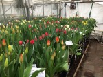 [Tulip test greenhouse 1.jpg]